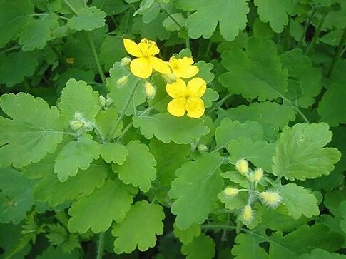 celandine Kraider fir d'Behandlung vun Zehennagelpilz